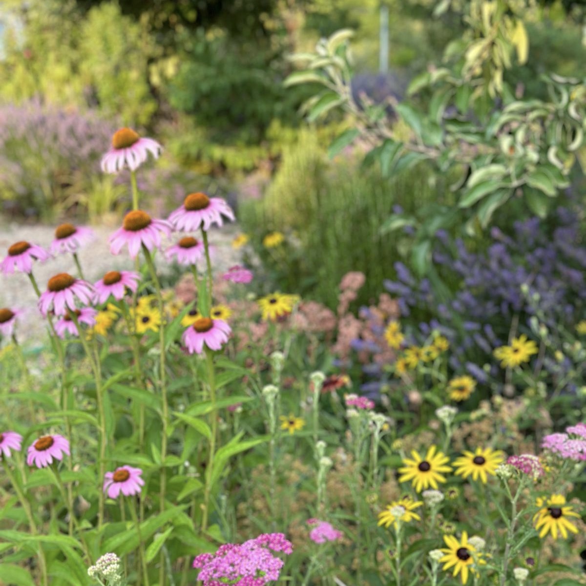 Enchinacea 