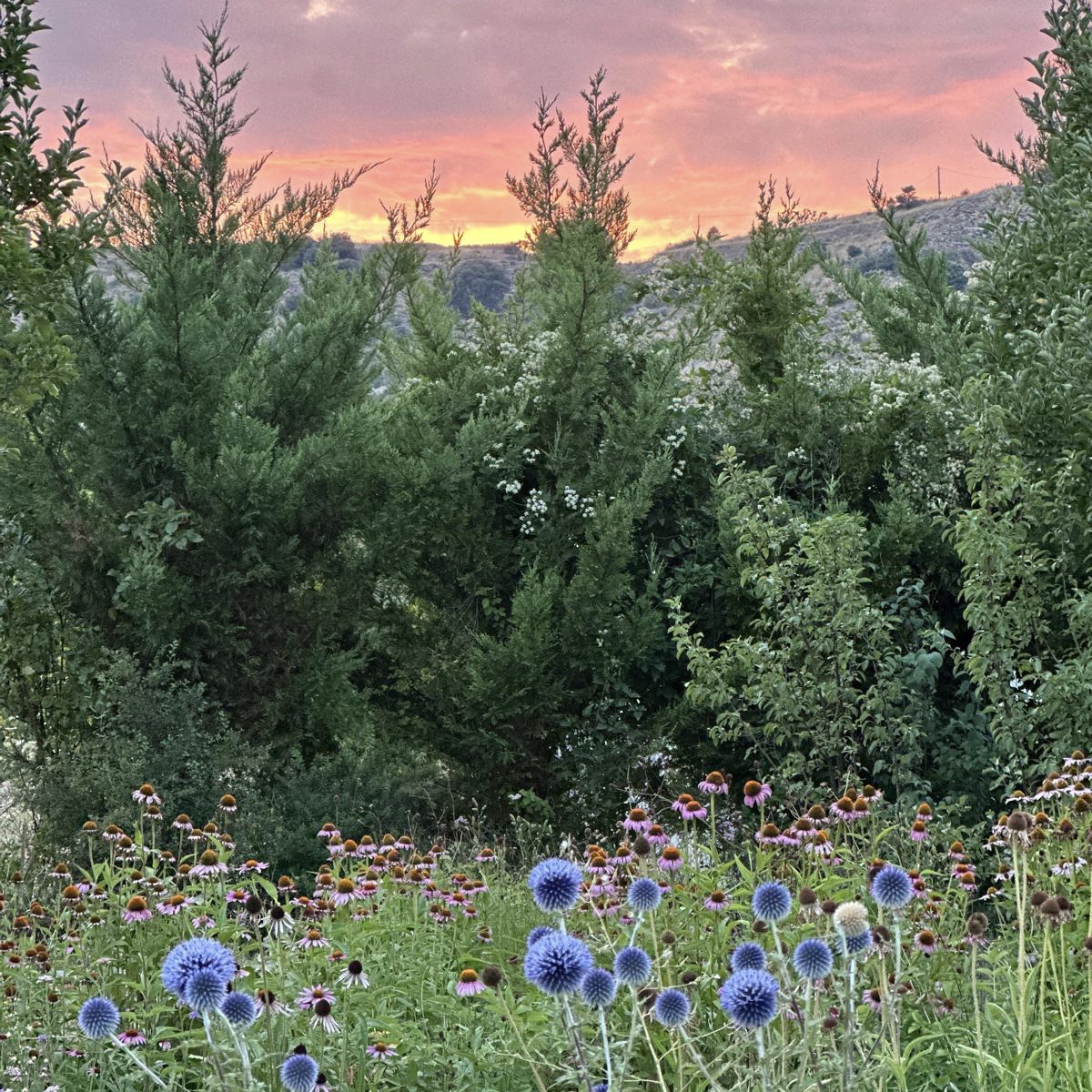 Echinops 1