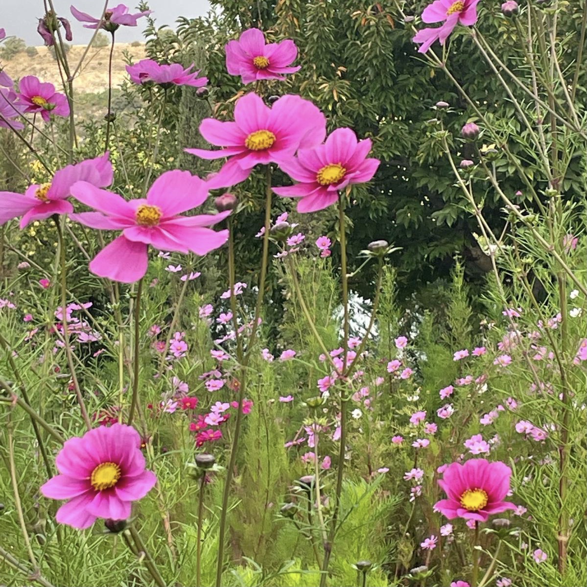 Cosmos tierra 