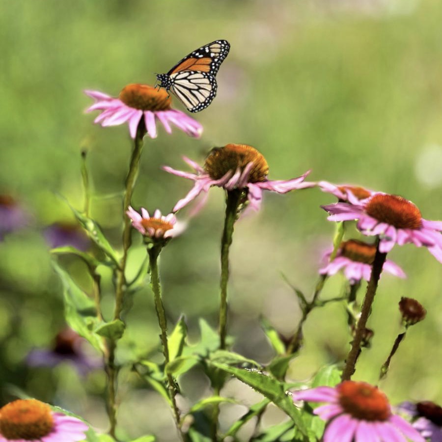 Echinacea 