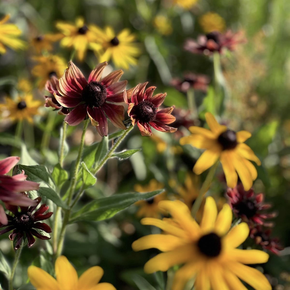 Rudbekias 1