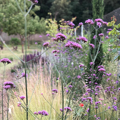 Verbena