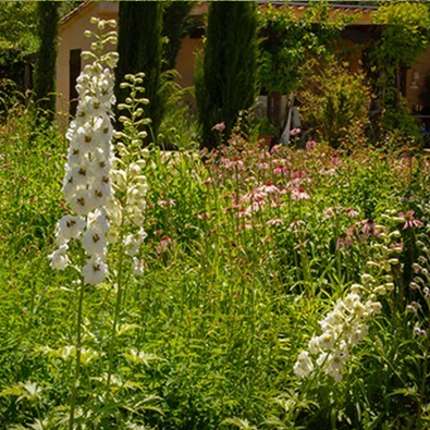 Delphinium